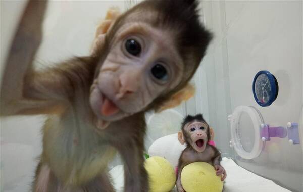 世界級突破！首例體細胞克隆猴在中國誕生(組圖)