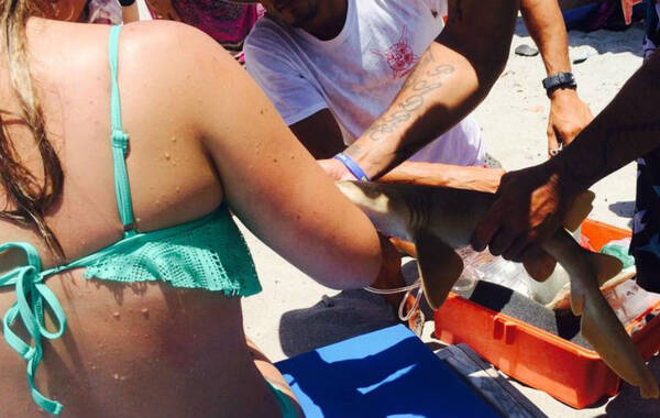 中新网5月16日电 据外媒报道，美国佛罗里达州日前发生鲨鱼咬人事件，而且这条鲨鱼在咬人后还不松口，最后跟着被咬人一起被送上了救护车。