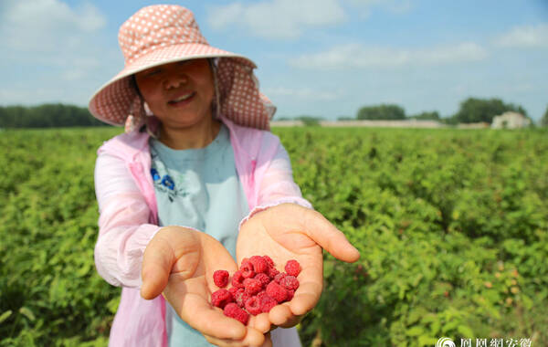 7月27日，安徽怀远县陈集镇产业扶贫基地，村民们正在田间地头采摘树莓。碧绿的枝叶间，一颗颗艳红的树莓果挂满枝头，一派丰收的景象。