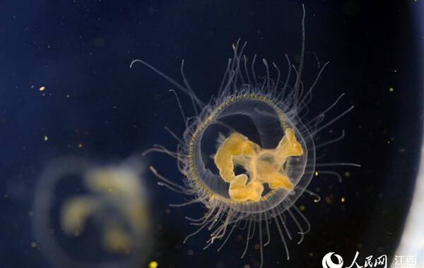 的泉水中飘游着十来只拇指般大小的微小生物