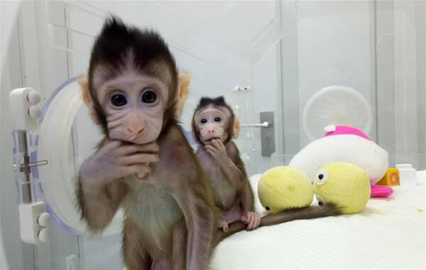 世界級突破！首例體細胞克隆猴在中國誕生(組圖)