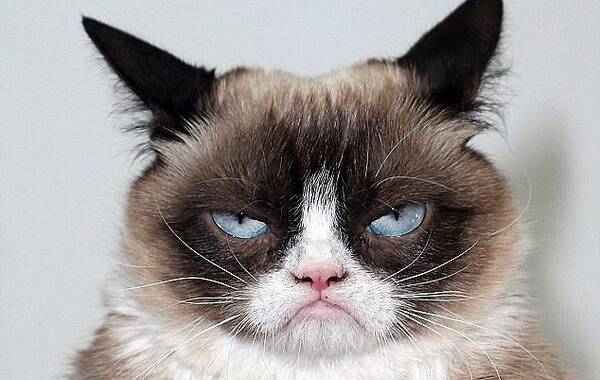 不爽猫呆萌臭脸网络爆红 天价猫星人身价六亿