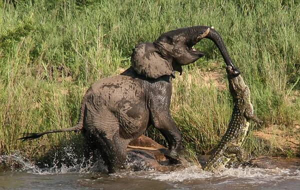 据《每日邮报》，一只大象在喝水时被鳄鱼突然咬住鼻子。这只大象的体量完全超出了鳄鱼能够攻击觅食的范围，但是大象看起来还是很疼。图为大象试图摆脱鳄鱼毒口瞬间。