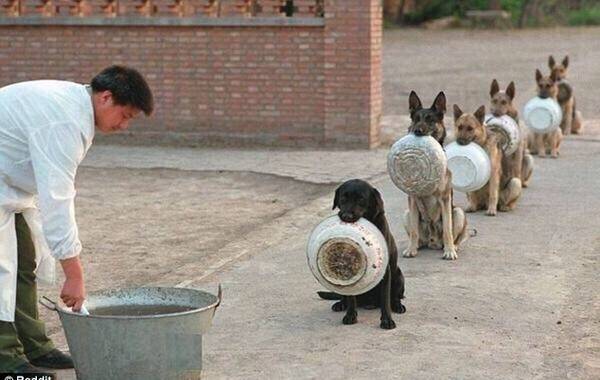 6月16日报道，这是一张来自中国警犬学院的照片，照片中六只警犬叼着饭盆排队等待吃饭。