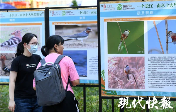 “世界动物日”南京十大明星鸟类揭晓，快来看看你认识几种？插图8