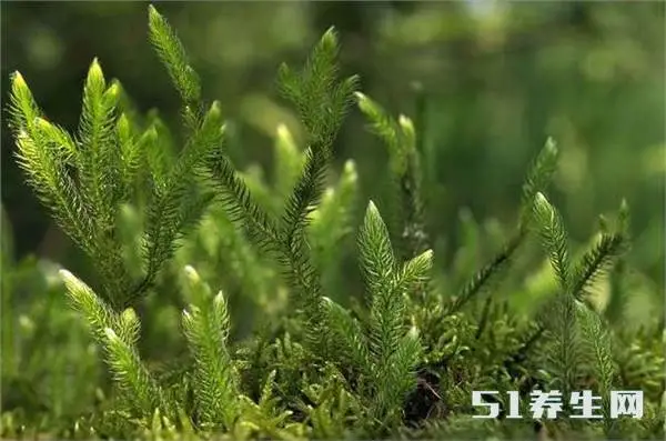伸筋草的功效与作用