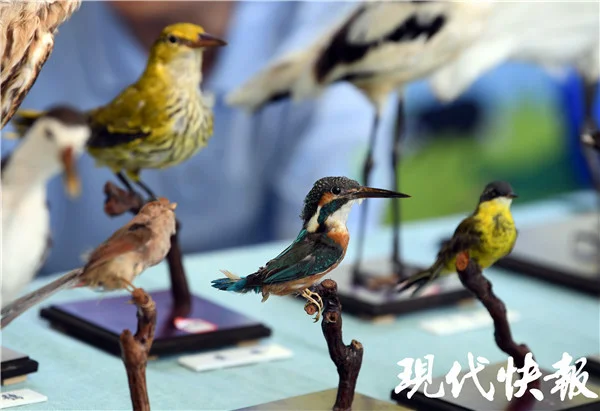 “世界动物日”南京十大明星鸟类揭晓，快来看看你认识几种？插图4