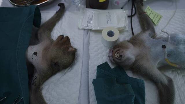泰国给猴子做绝育手术控制其数量