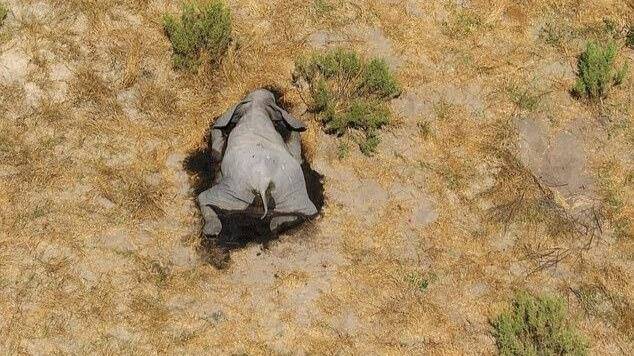 博茨瓦纳350头大象离奇死亡，死前曾绕圈踱步