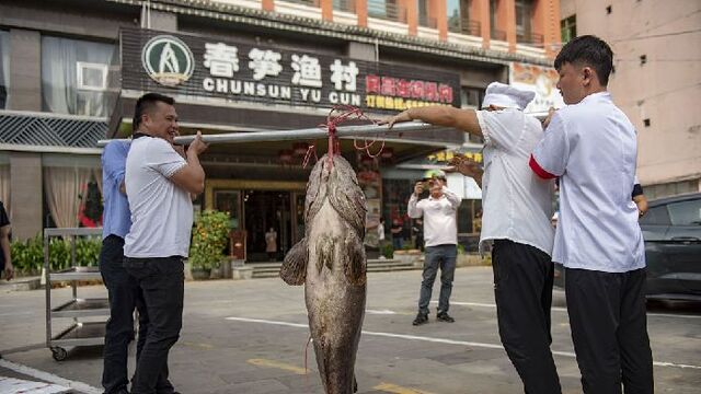 海南琼海一酒店收购特大龙胆石斑鱼 重达158斤