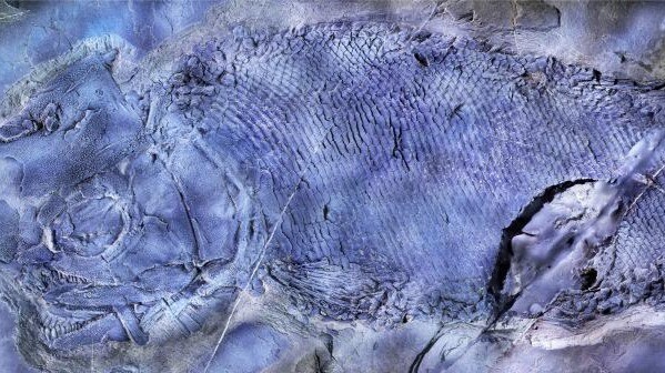 中国发现2.44亿年前“云南暴鱼”