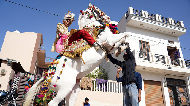 印度新人举行婚礼 白马身上挂满装饰琳琅满目