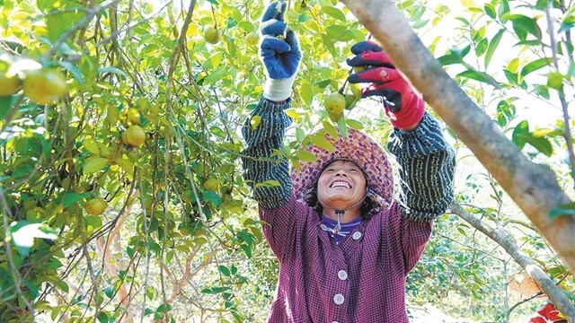 油茶豐收采摘忙