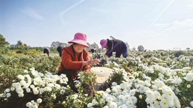 菊花采收忙