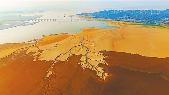 鄱陽湖再現“大地之樹”景觀