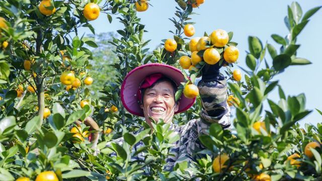 蜜橘豐收采摘忙