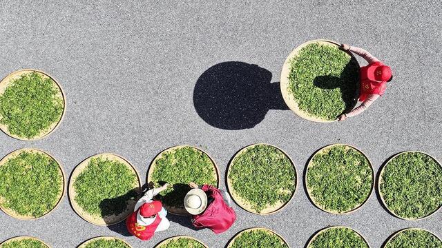 助農(nóng)采春茶