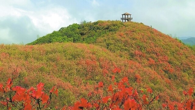 杜鵑花開春光美