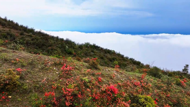 雙溪草山杜鵑花“邂逅”云海