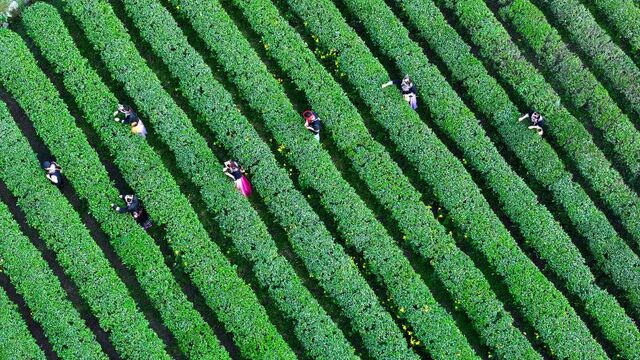 立夏時節制茶忙