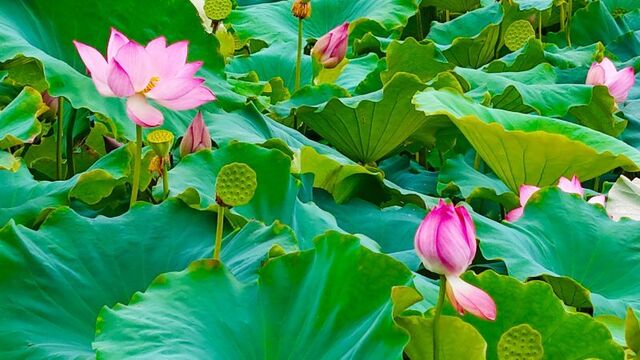 夏日荷花綻放