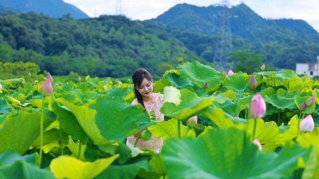 夏日賞荷