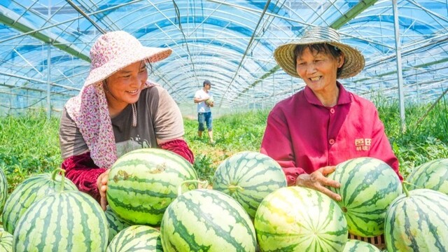 西瓜豐收甜農家