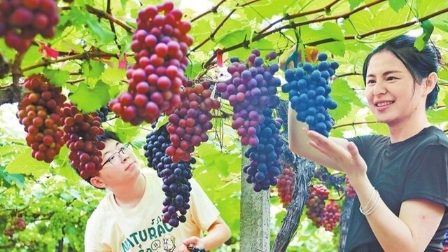 采摘經濟助農增收