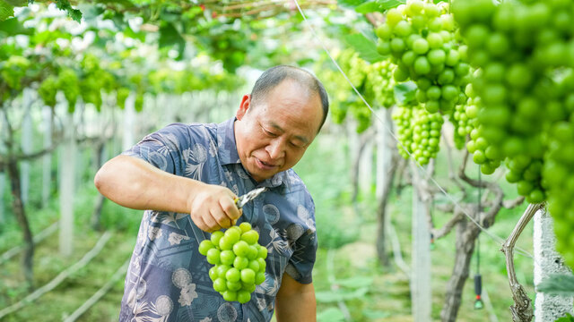 葡萄丰收香满园