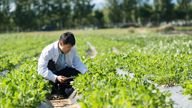 植物通过“危险信号”察觉寄生线虫