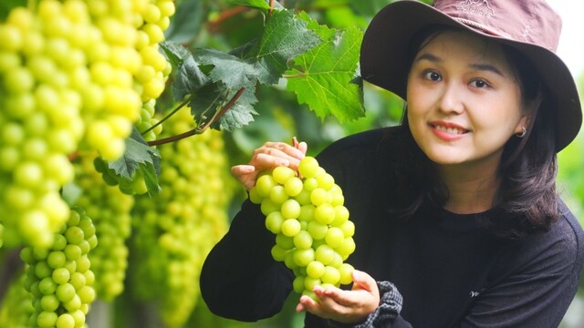 葡萄滿園迎豐收 甜蜜飄香引客來