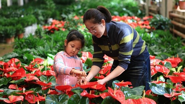 甘肃嘉峪关年宵花走俏市场
