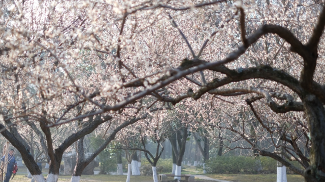 在公园邂逅“梅”好