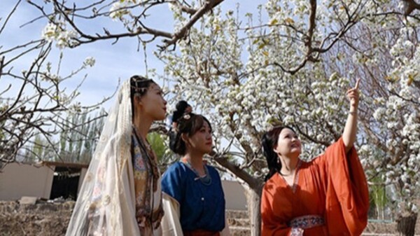 4月敦煌　梨花如雪醉游人