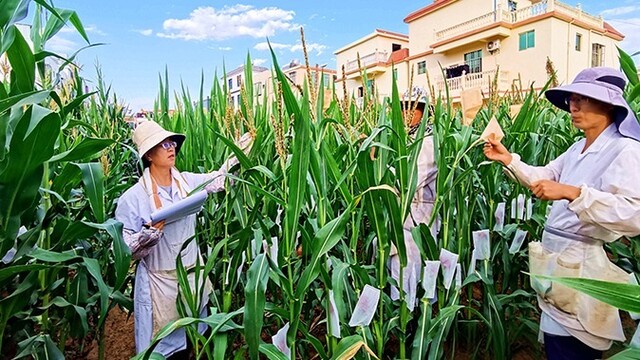 34年追着太阳跑破“芯”难题　甘肃科研人上分