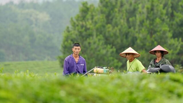 机采夏茶助农增收