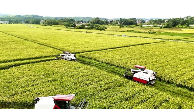 抢抓农时加紧夏收