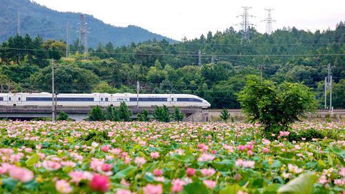 夏日荷韵美乡村