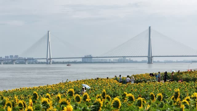 武昌江滩向日葵“凌波”绽放 赏景勿忘离水远些