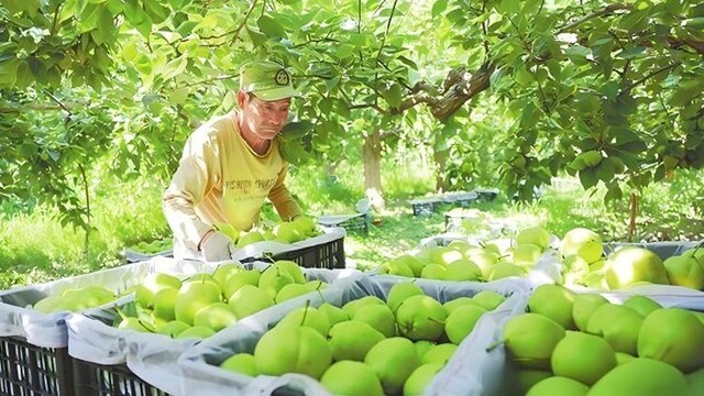 甘肃金塔早酥梨采摘正当时