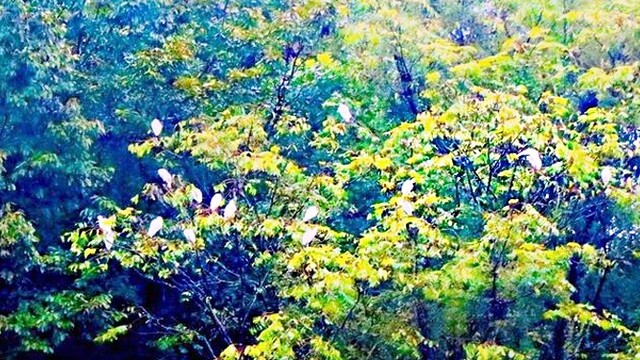 白鹭栖树梢 山村入画来