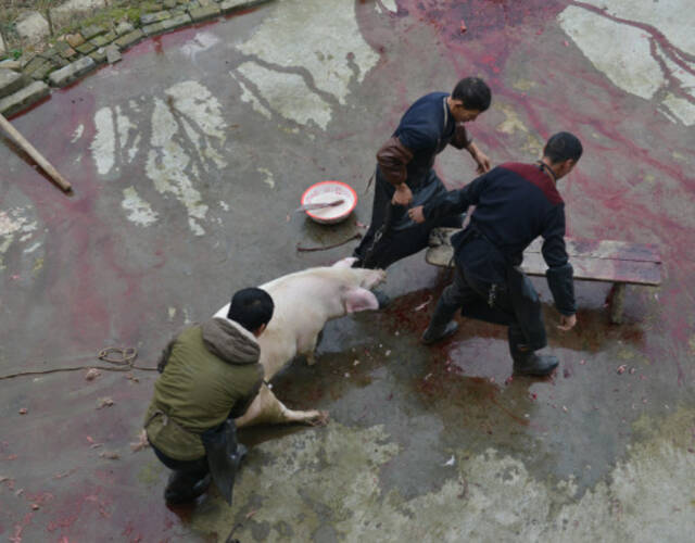 每年的农历冬月，就是这里杀年猪的高峰期。喂养大半年，农民终于等到了宰杀时期。屠夫把猪拖到院子里。