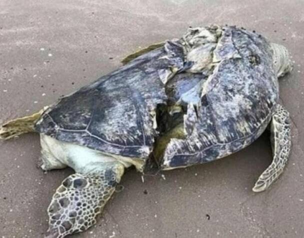 远处沙滩上有个巨大物体,他跑过去发现是一只身长超过1公尺的大海龟