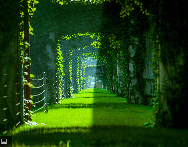 这条美如仙境的"绿色走廊" 居然在成都二环路!