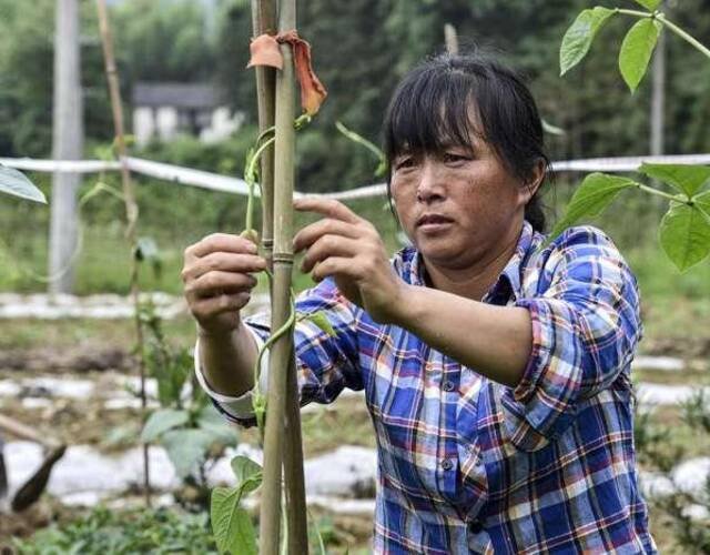 看到冯宝香状态很好，李电英赶去菜地干活。6月13日正午，热浪灼人，莲花县气温更高达到32度。李电英家的菜地，多日无人打理，有些荒了。好不容易得空，李电英不顾高温炙烤，在菜地里忙活了起来。“再忙也不能让地荒了，家里人吃饭还靠着它呢。”李电英说。