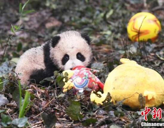 大熊猫双胞胎拜年新消息评论