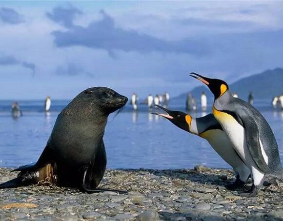 在这样的气氛中，海狗和企鹅也会滥交。在南极，每个人都会瞥见这种景象，饥渴的海狗抱着企鹅啪啪啪取暖。这一景象又理由让人信服：科学家其实都是很好的，只不过是被企鹅带坏了而已。
