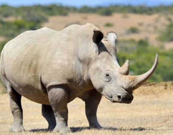 什么动物可以打过犀牛 e6d406adef9d30b_size31_w578_h355.jpg