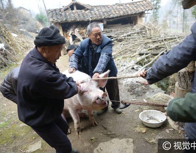 大事,保康农家每年"进九"后,几乎都要杀年猪,选杀猪的日子是有讲究的