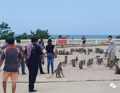 目前，相关部门已经专门安排人对这些猴子进行“计划生育”（绝育手术），同时采用手段引导它们尽量回到森林深处。